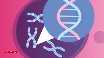First image: illustration of a healthy cell (pink) with a cell nucleus (purple). Second image: close-up of the inside of the cell nucleus, where our chromosomes (grey-blue) are located, composed of coiled DNA (pink and blue double helix).