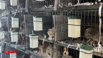 D'Muppen an de Käfeger am Transporter.