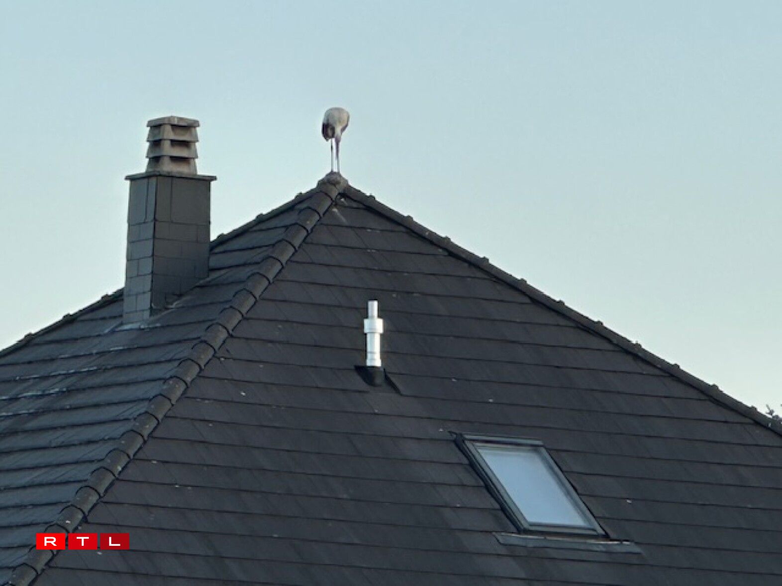 Weider Storchen zu Wal