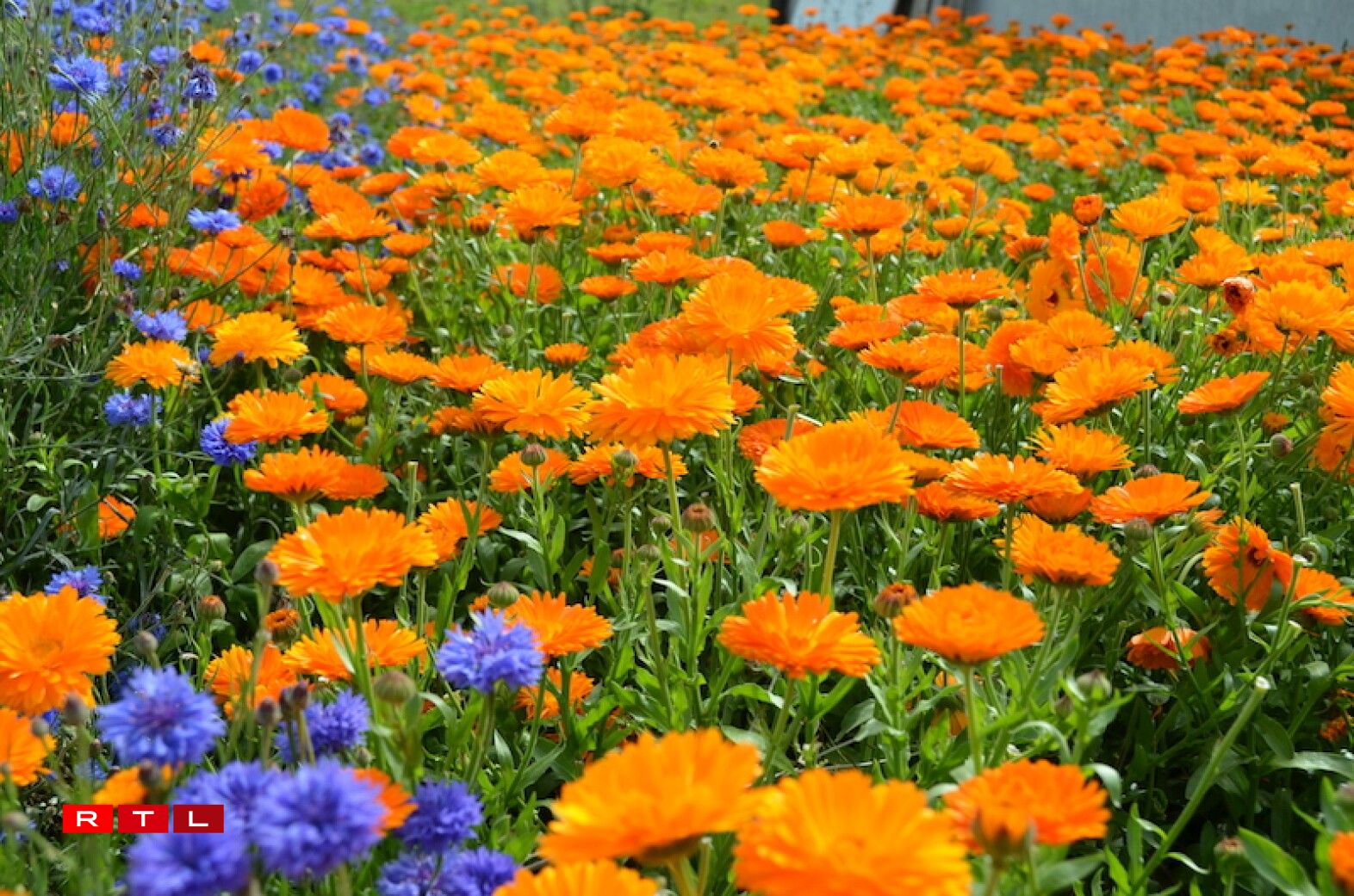 Un champ de soucis et bleuets