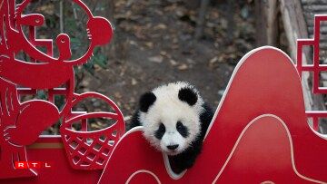 D'Pandaen am Fuerschungszenter den 4. Februar 2026.