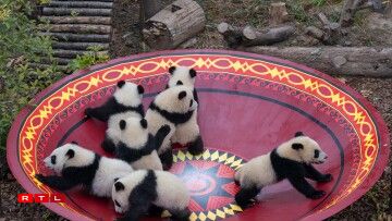 D'Pandaen am Fuerschungszenter den 4. Februar 2026.