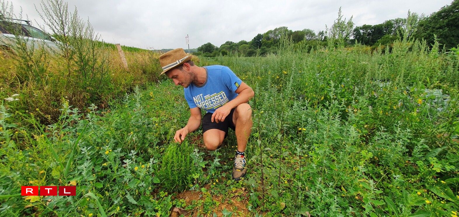 Ceci n'est pas un terrain en friche, mais un potager en permaculture qui cache de nombreux herbes aromatiques!