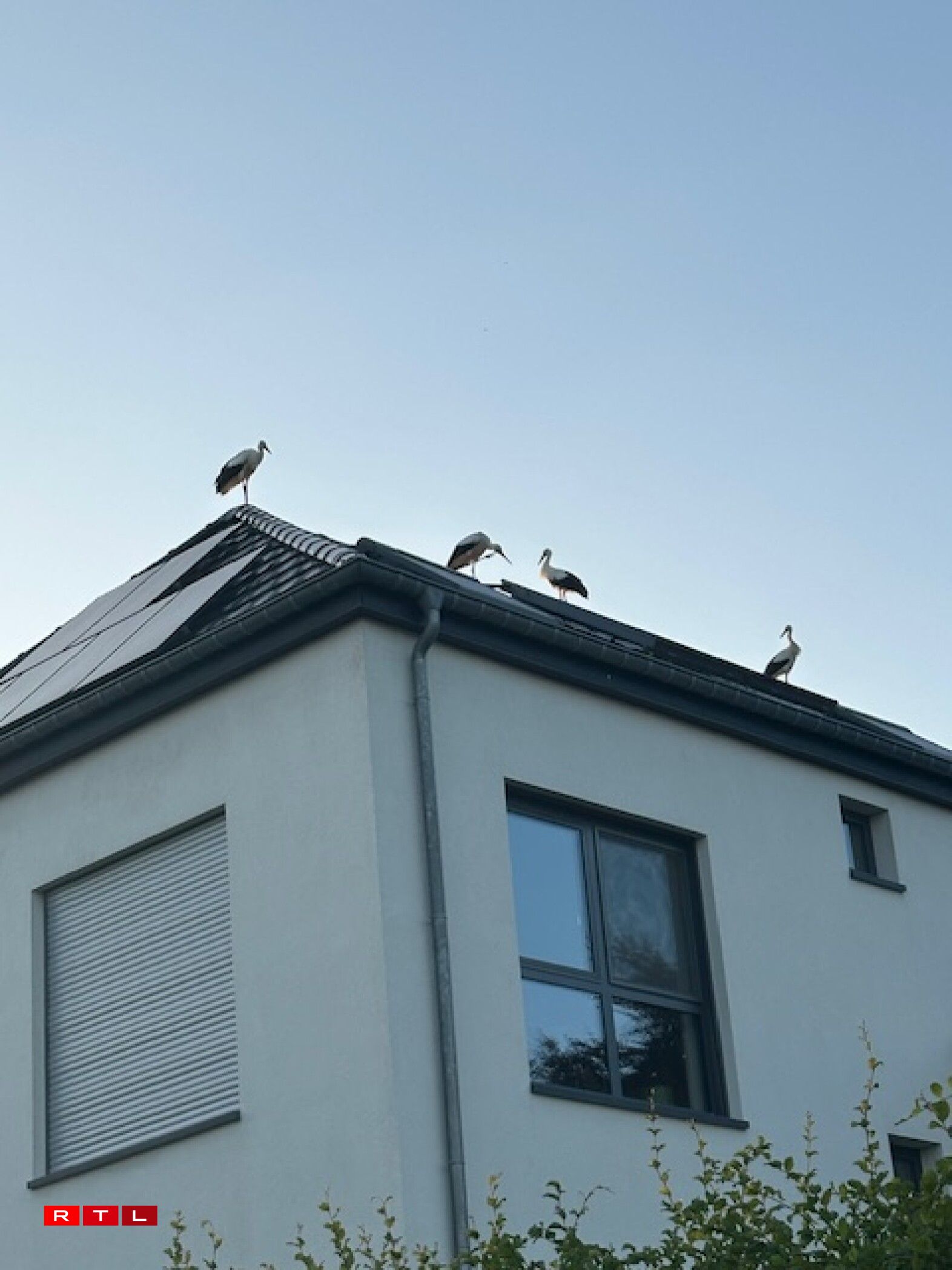 Weider Storchen zu Wal