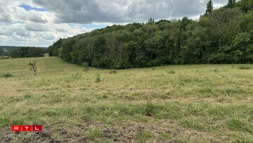 Eng frësch geméint Wiss bitt Déiere wéi dem Steekauz d'Méiglechkeet um Buedem ze joen.