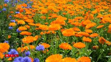 Un champ de soucis et bleuets