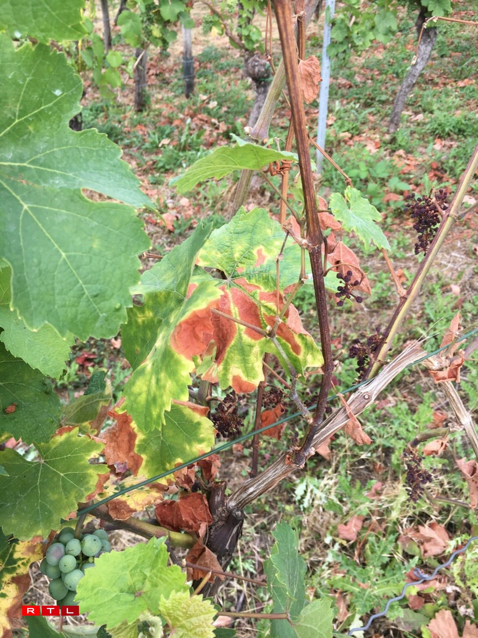 Planzen, déi vun der Krankheet Esca befall sinn