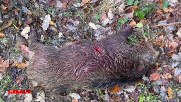 Ronn 6 Méint aalt Fierkel, aus de Bréimen erausgejot a mat der Saufieder erléist.