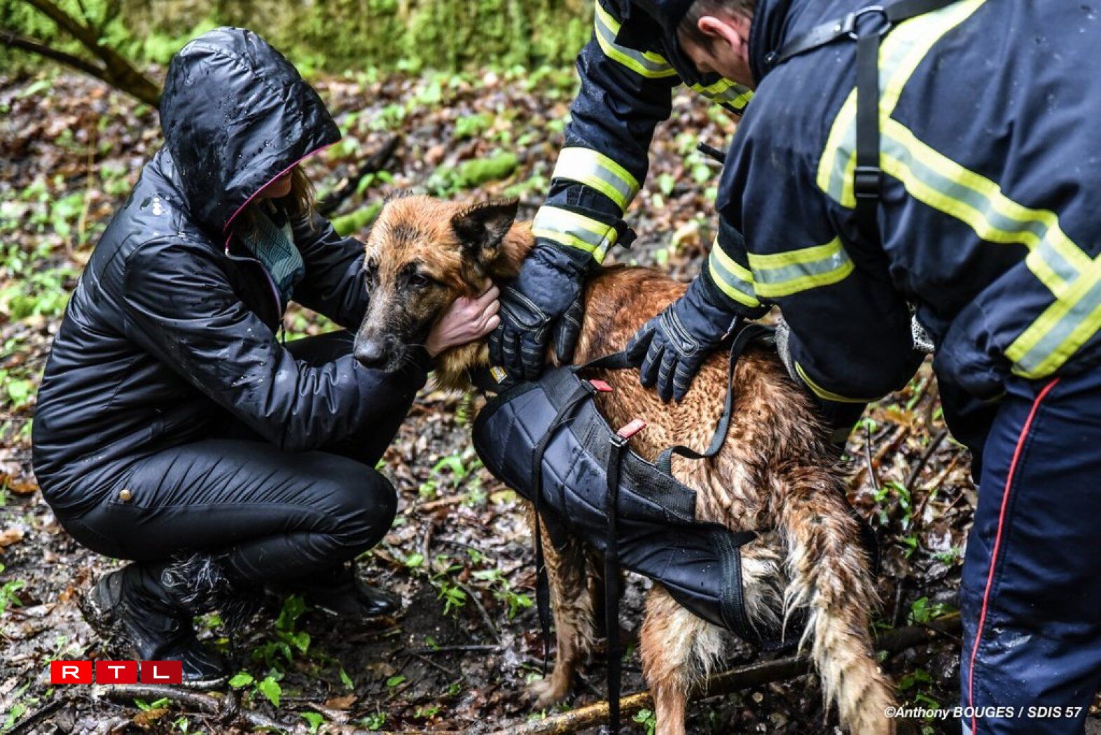 Jazz a pu retrouver ses propriétaires.