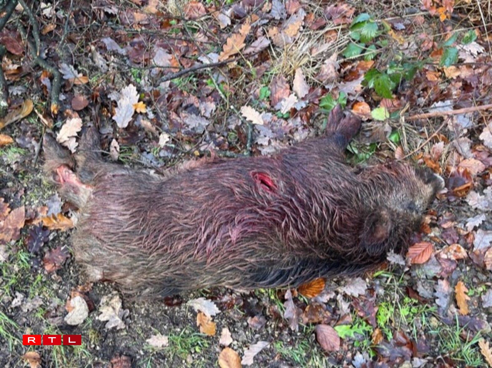 Ronn 6 Méint aalt Fierkel, aus de Bréimen erausgejot a mat der Saufieder erléist.