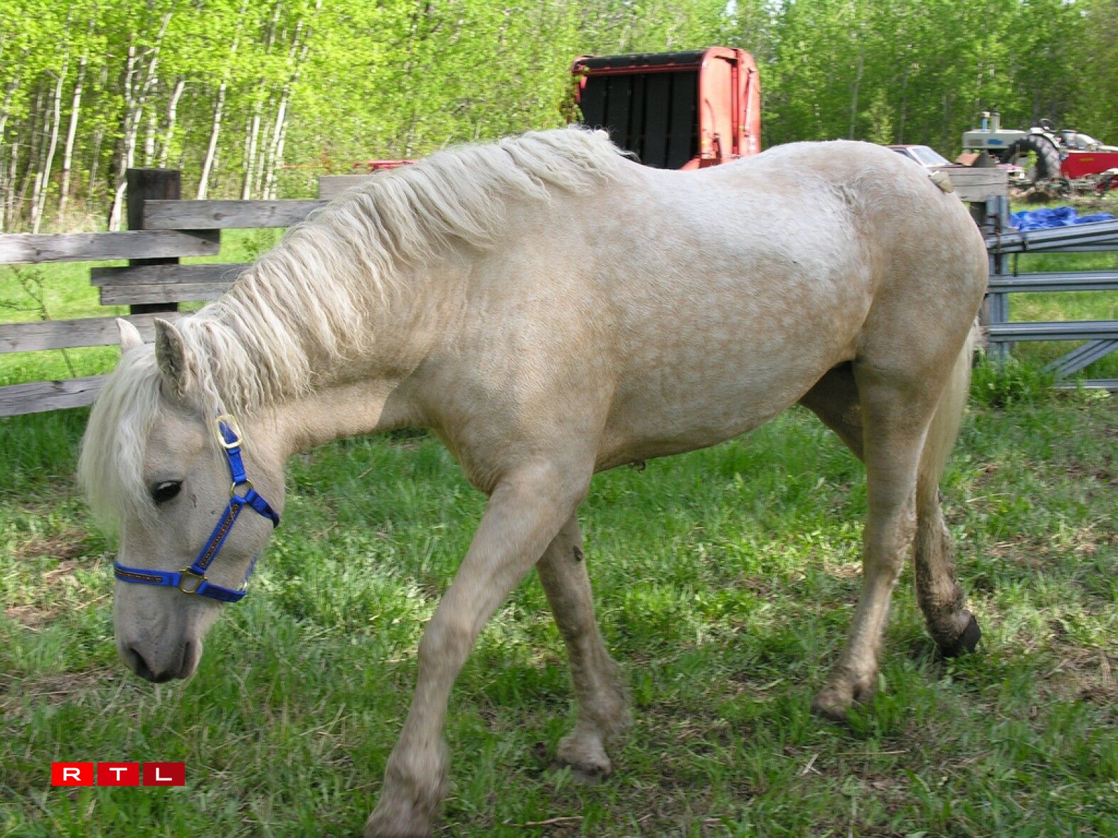 Un cheval Curly de robe palomino.