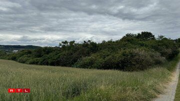 Och esou verwuessen Hecken hunn hiren Notzen.