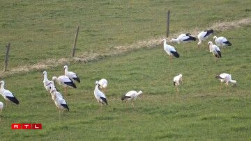 Cette photo de cigognes a été prise en juin à Hosingen