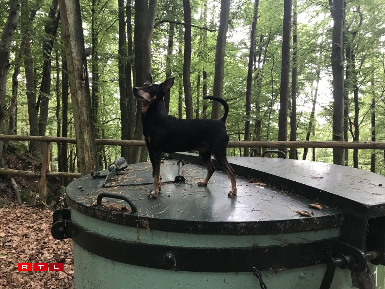 First gnome of the day?