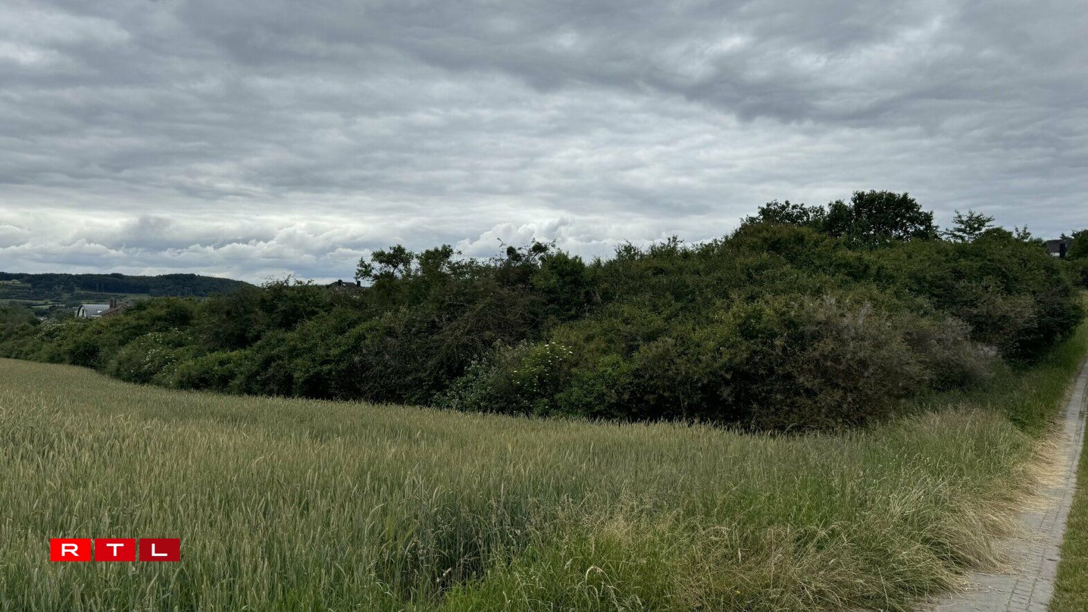 Och esou verwuessen Hecken hunn hiren Notzen.