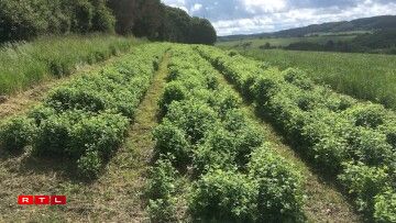 Un champ de mélisse