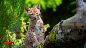 Un jeune lynx boréal, né ce printemps au Zoo d'Amnéville.