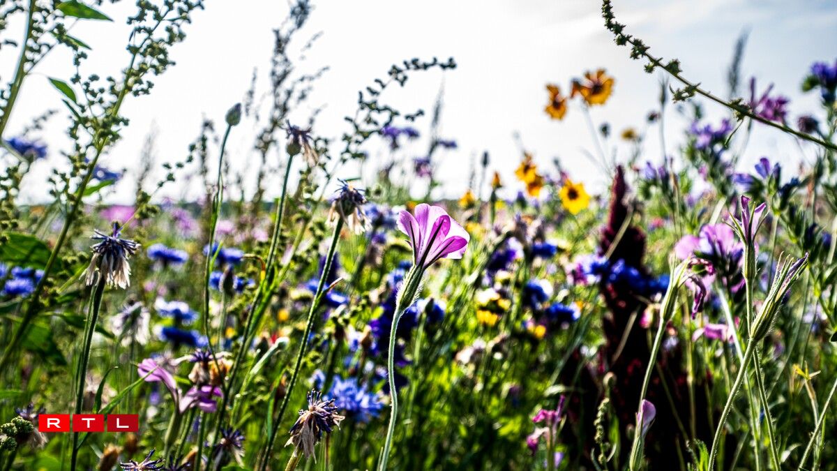 Pick your own bouquet: Gather sunflowers and marigolds in