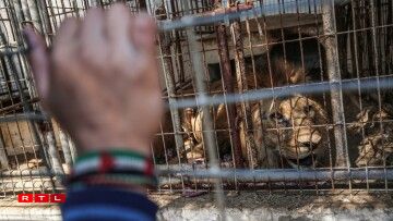 Palestinian children look through the bars of a cage at a lion at the Rafah Zoo in the southern Gaza Strip on February 12, 2019.
