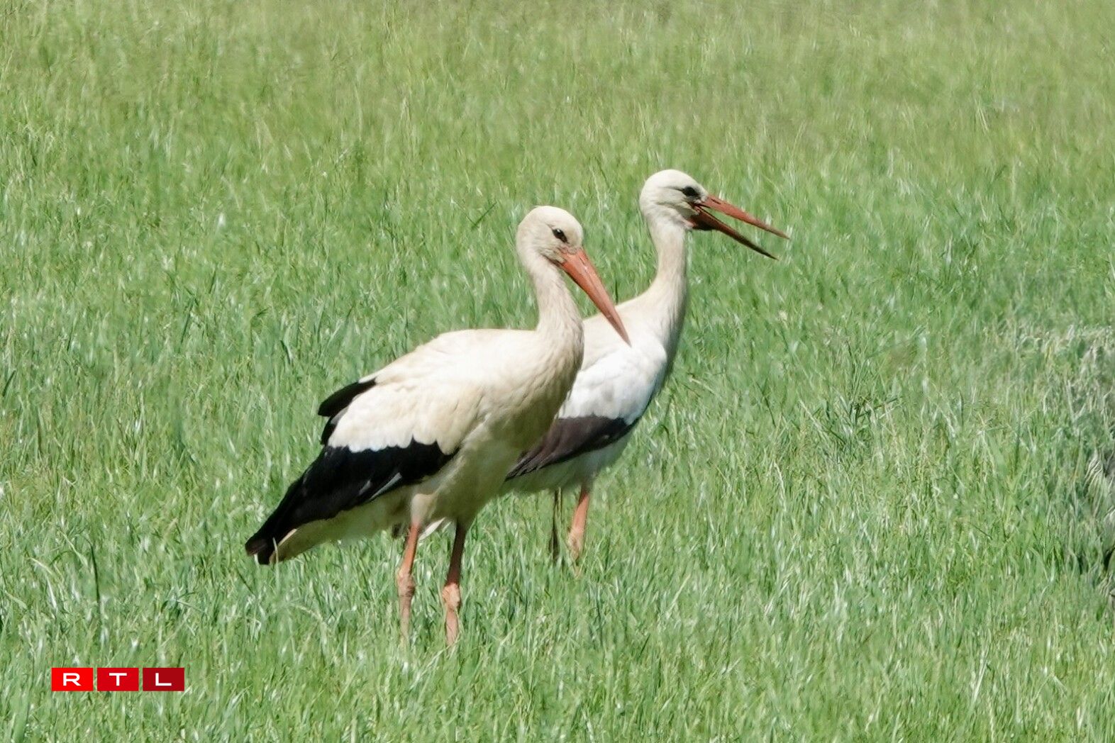 Foto vum 30. Mee 2025 - zu Uewerdonwen
