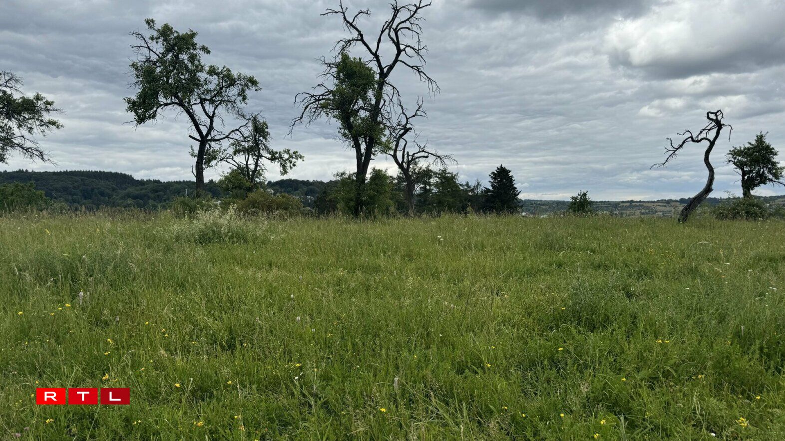 Eng verwuesse Wiss mat Polykulturen.