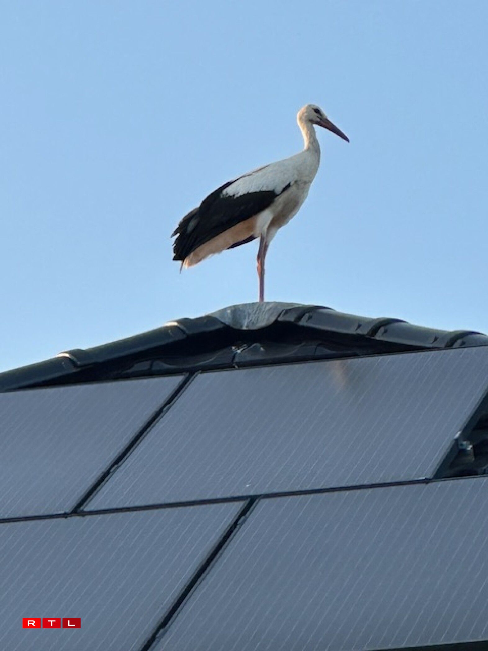 Weider Storchen zu Wal