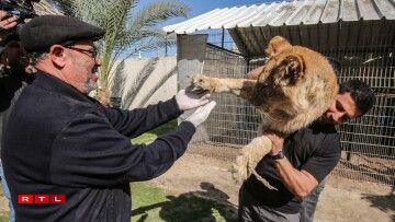 Palestinian veterinarian Fayyaz al-Haddad, reaches for the paw of the lioness