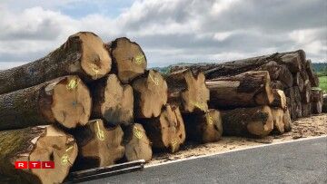 Les meilleures essences de chêne français sont sélectionnées.