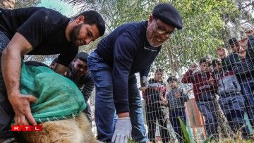 Palestinian veterinarian Fayyaz al-Haddad, reaches for the paw of the lioness