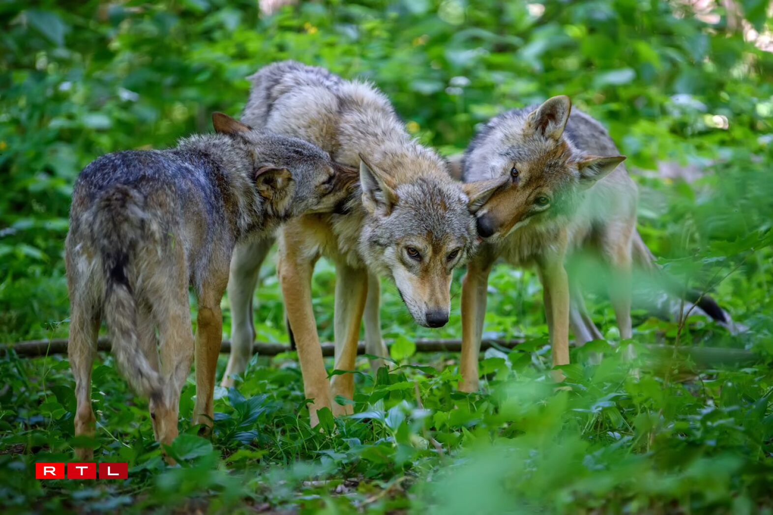 E Ruddel ass an sech eng Famill: E Ruddel besteet ëmmer aus enger Koppel an hirem Nowuess vun 2 bis 3 Generatiounen. Mat ongeféier 2 Joer maachen sech déi jonk Wëllef op de Wee fir hiren eegene Ruddel an Terrain ze fannen. Just a Gefaangenschaft mussen si et mateneen aushalen, dofir ginn do méi streng Hierarchien observéiert.