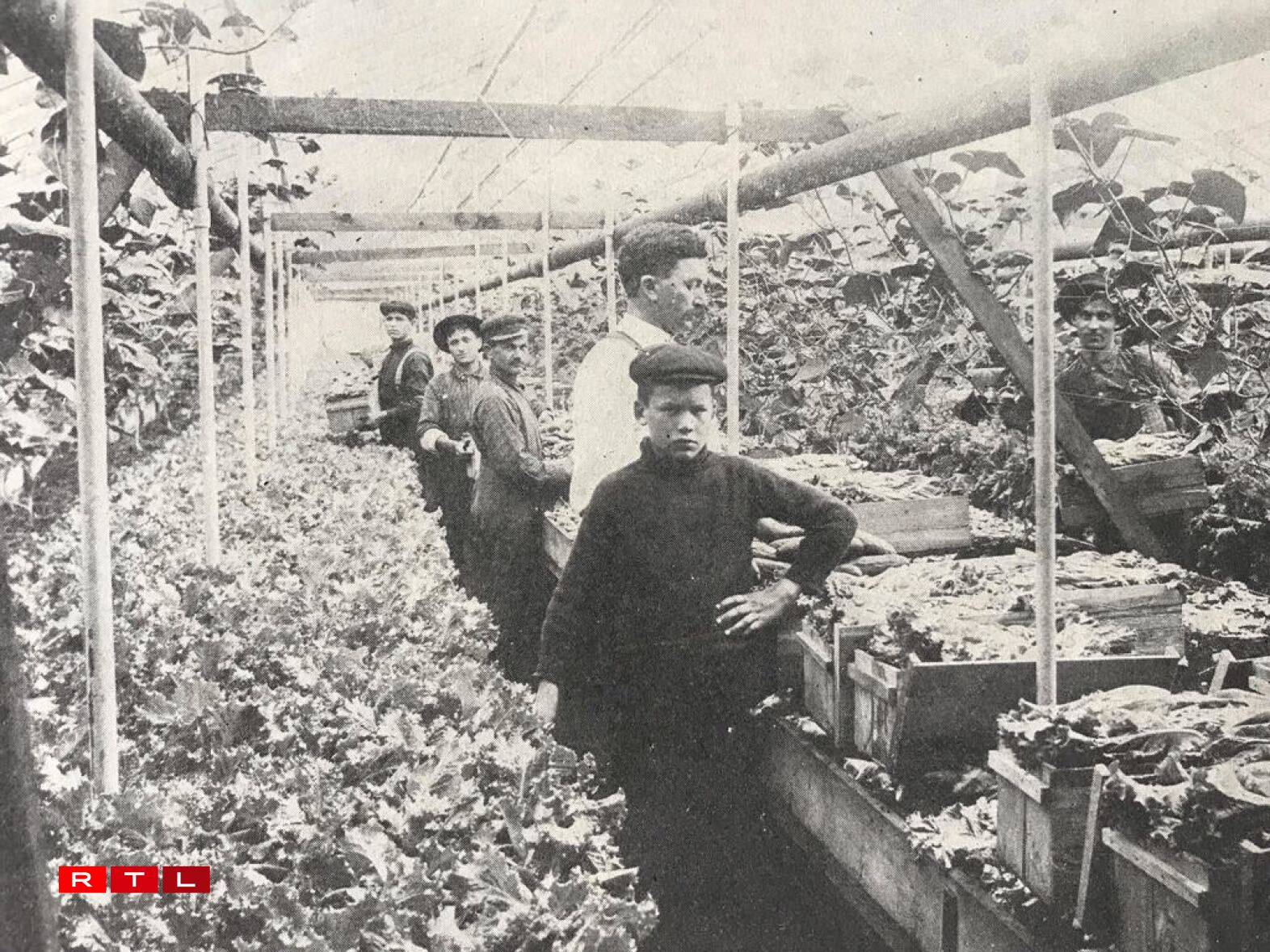 Charles Hengesch's Greenhouse in Rogers Park - He was born in 1863 in Dudelange.