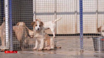 Dat privat Asyl an der Géigend vu Bukarest kritt keng Hëllef vum Staat an ass komplett op Spenden ugewisen. Si këmmere sech ëm eng 150 Hënn a 40 Kazen.