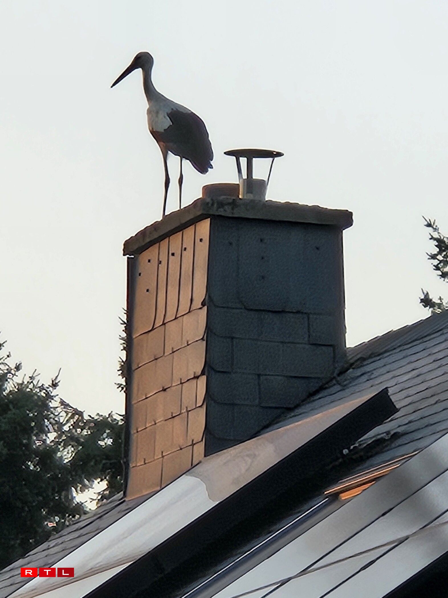 Cigognes à Grevels et Wal