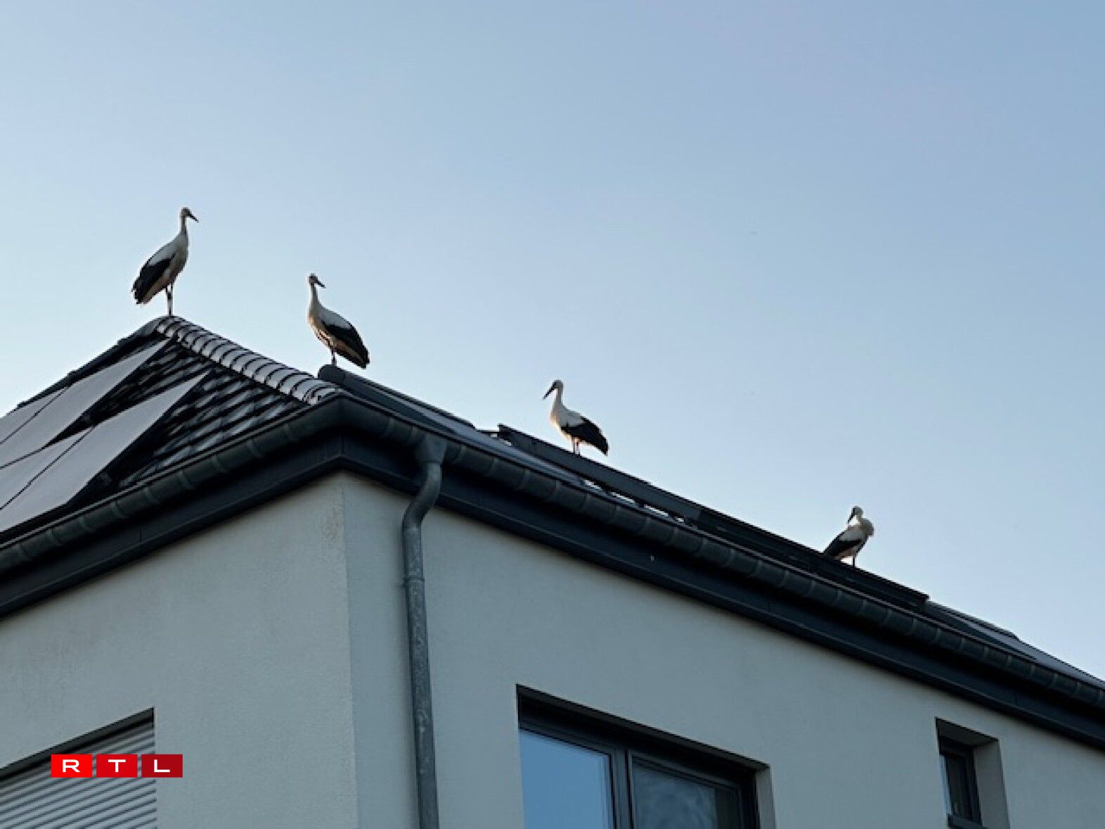 Weider Storchen zu Wal