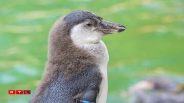 Un jeune manchot de Humboldt au Zoo d'Amnéville, une espèce originaire des côtes du Chili et du Pérou, classée vulnérable à l'état sauvage.