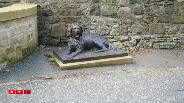 Bum, the San Diego vagabond dog.