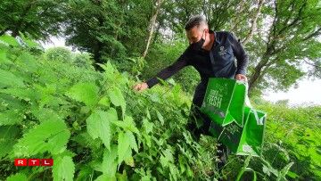 Cueillir les orties à la main? Aucun problème... quand on a la technique.