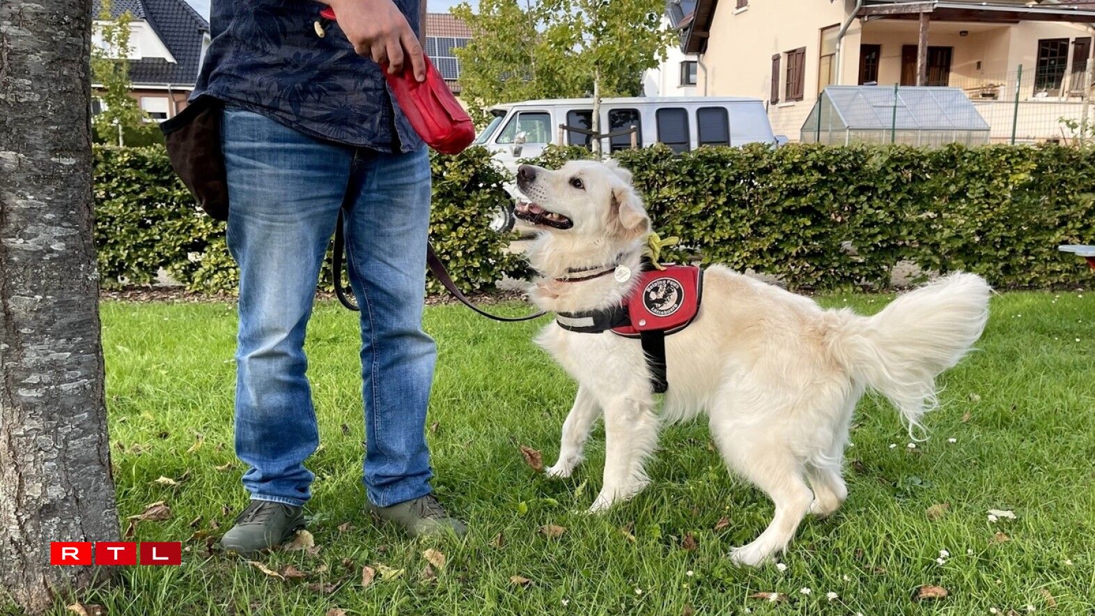 De Golden Retriever Sunny.