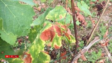 Planzen, déi vun der Krankheet Esca befall sinn