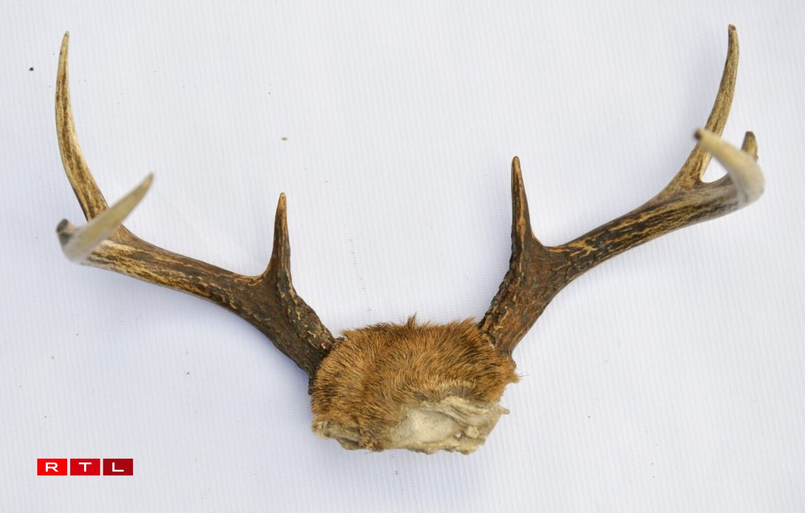 Les bois d'un cervidé.