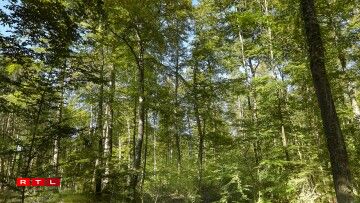 Centre nature et forêt Ellergronn