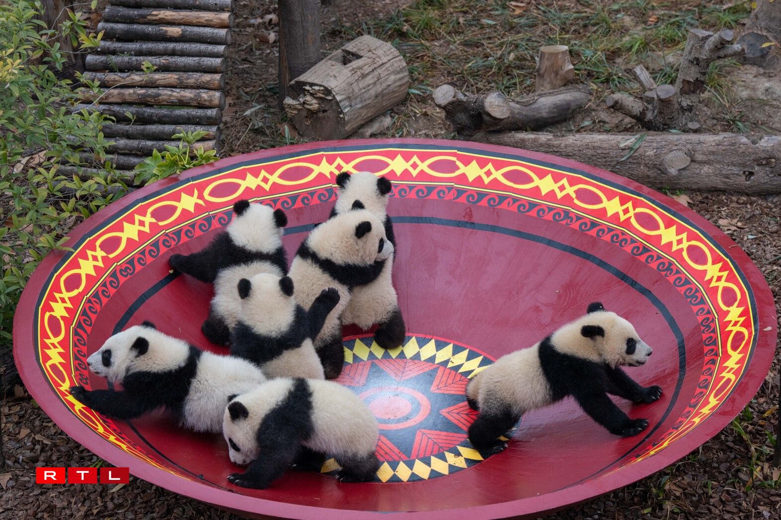 D'Pandaen am Fuerschungszenter den 4. Februar 2026.