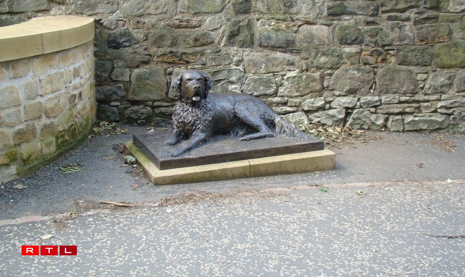 Bum, the San Diego vagabond dog.