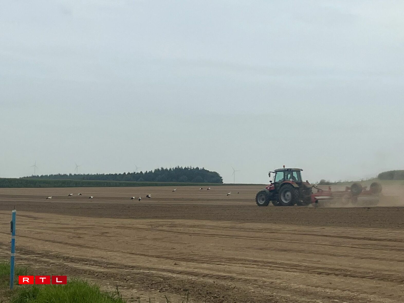 Och eng Woch méi spéit waren eng ganz Rei Storchen ze gesinn, sou wéi hei zu Wëntger, festgehale vum Bryan Weis