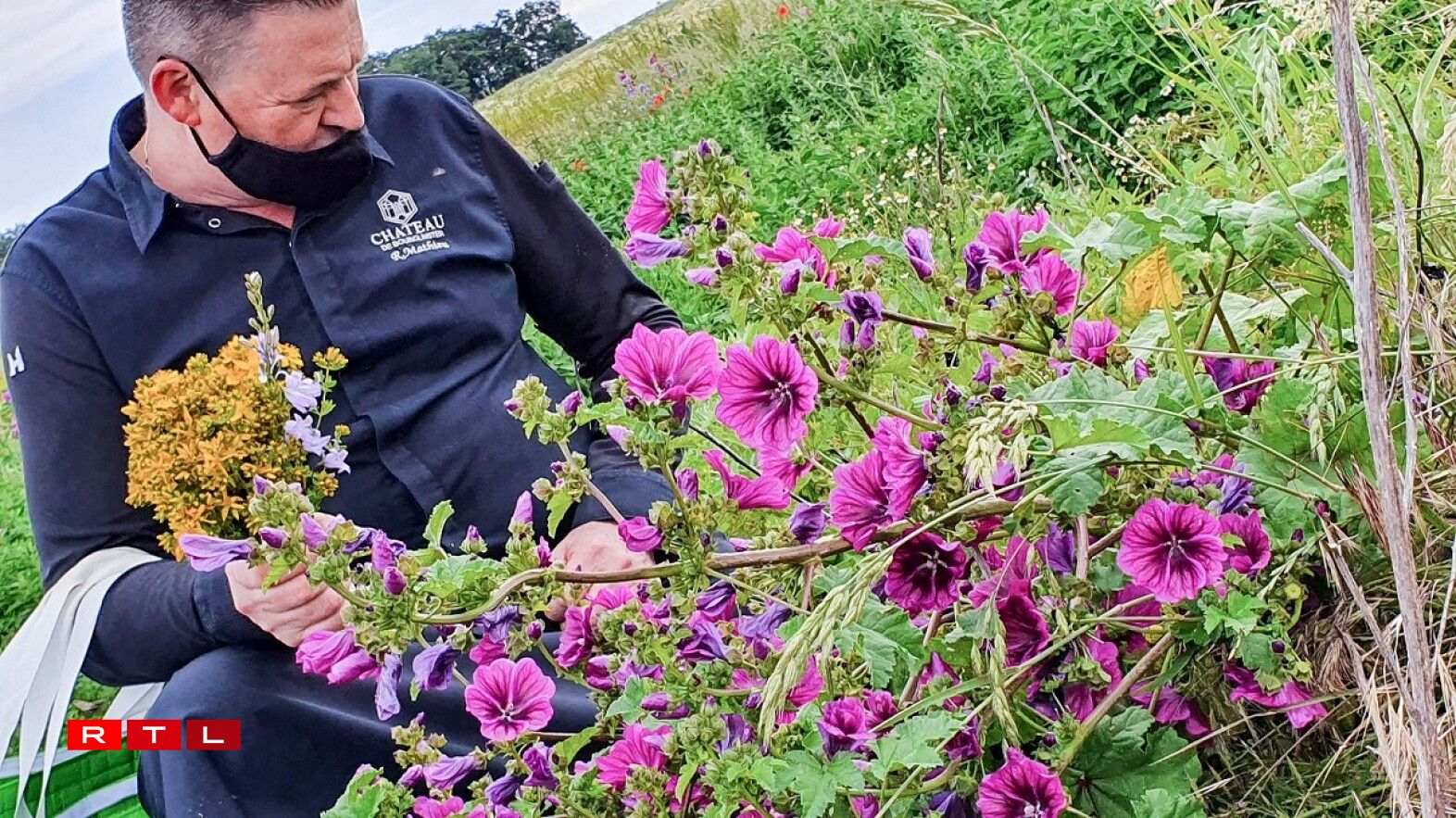 Ces fleurs de mauve sylvestre renferment un fruit comestible!