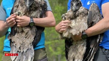 D'Baartgeiere Wally a Bavaria