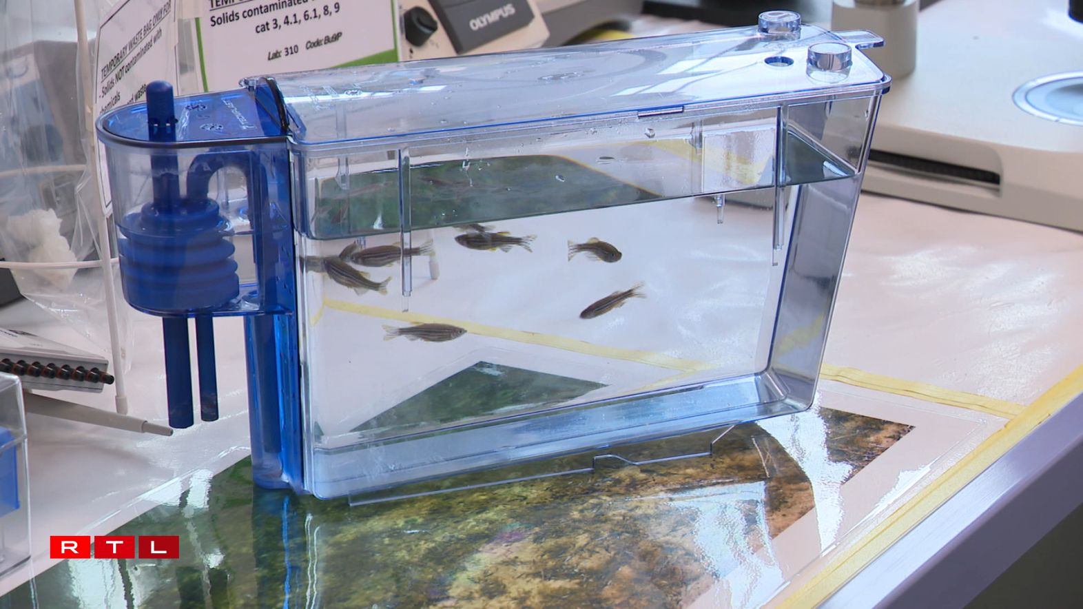 Ausgewuessen Zebra-Fësch.