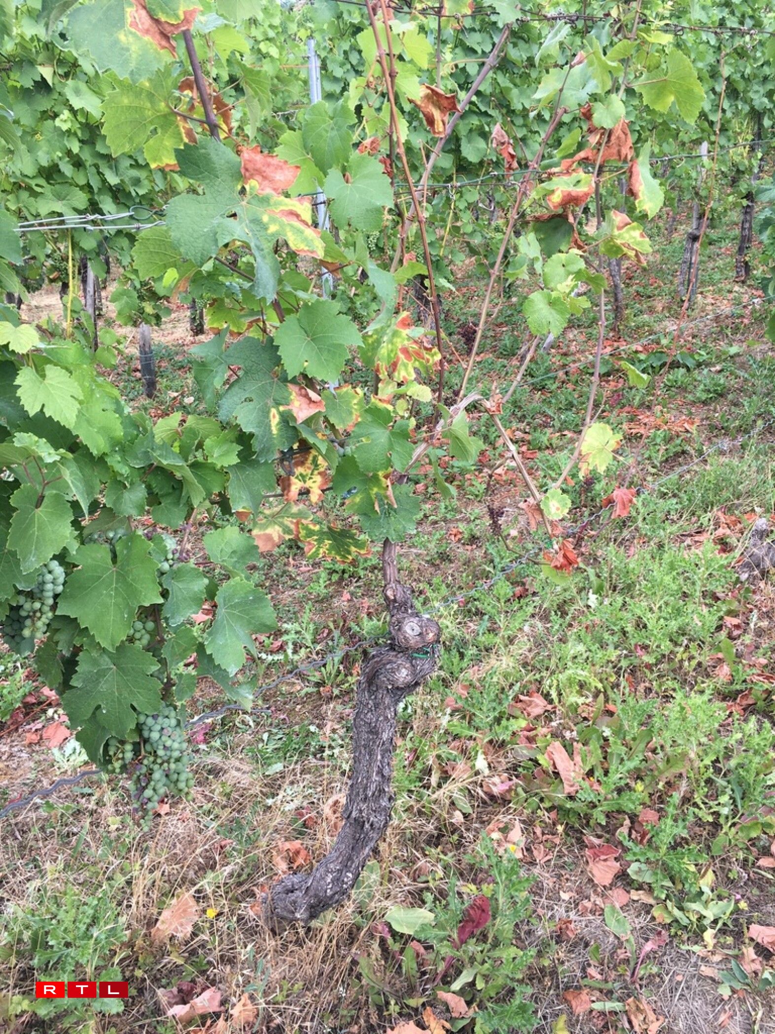 Planzen, déi vun der Krankheet Esca befall sinn