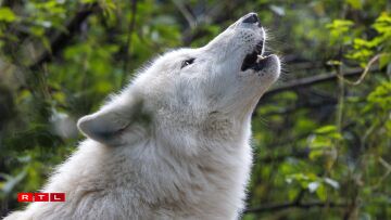 Halloooo? Wien ass do?: All Wollef kléngt anescht an hiert Jaulen ass ganz individuell. Et kann een et mam mënschleche Fangerofdrock vergläichen.