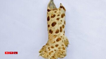 Une patte de félin...